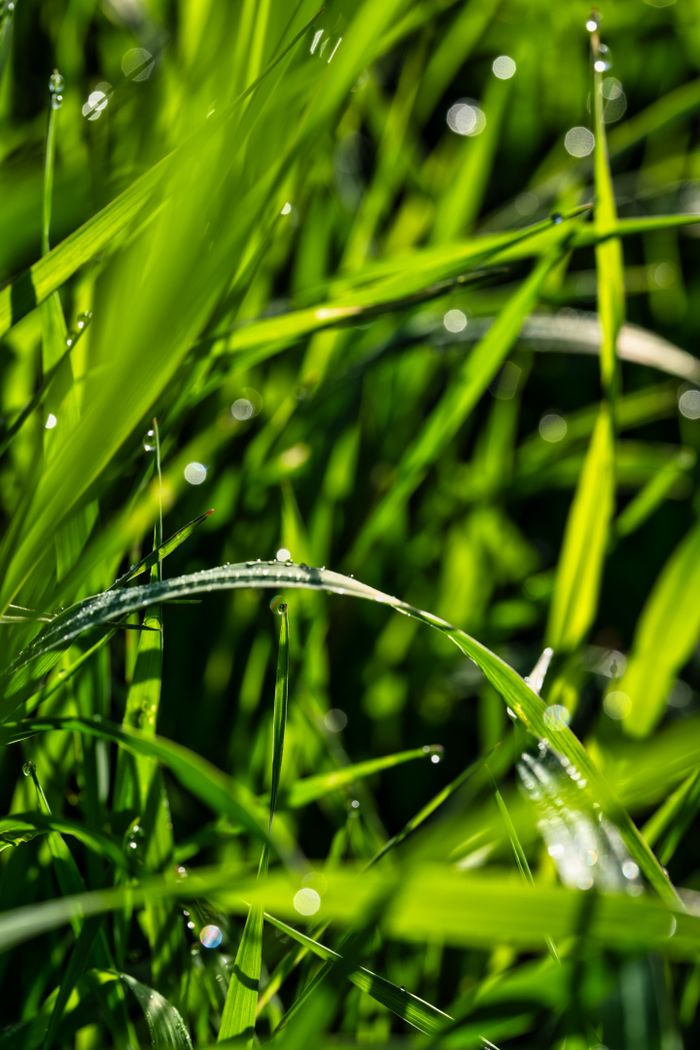 gallery-3 Macro shot of fresh dew drops on vibrant green grass, captured in natural light outdoors.