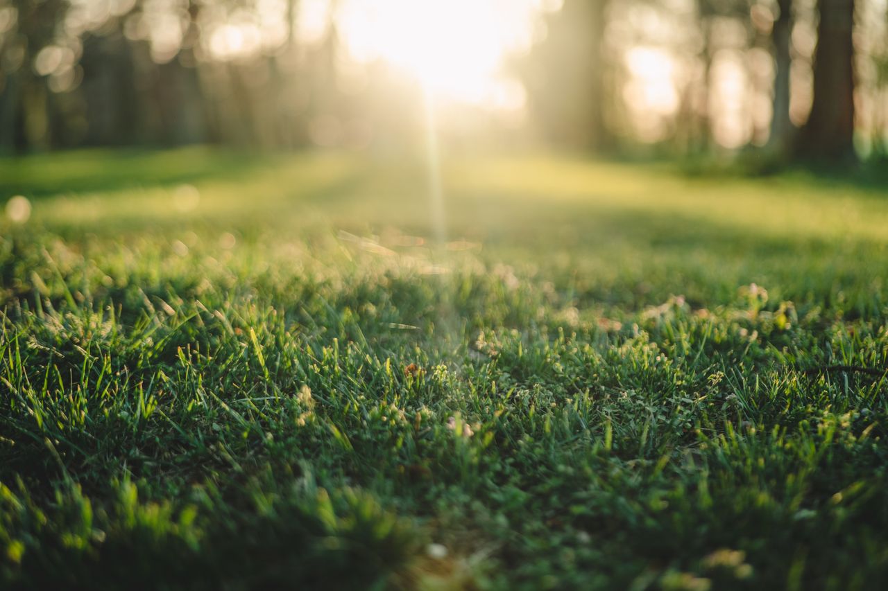 about-01 Vibrant close-up of sunlit green grass in a peaceful park at sunset.