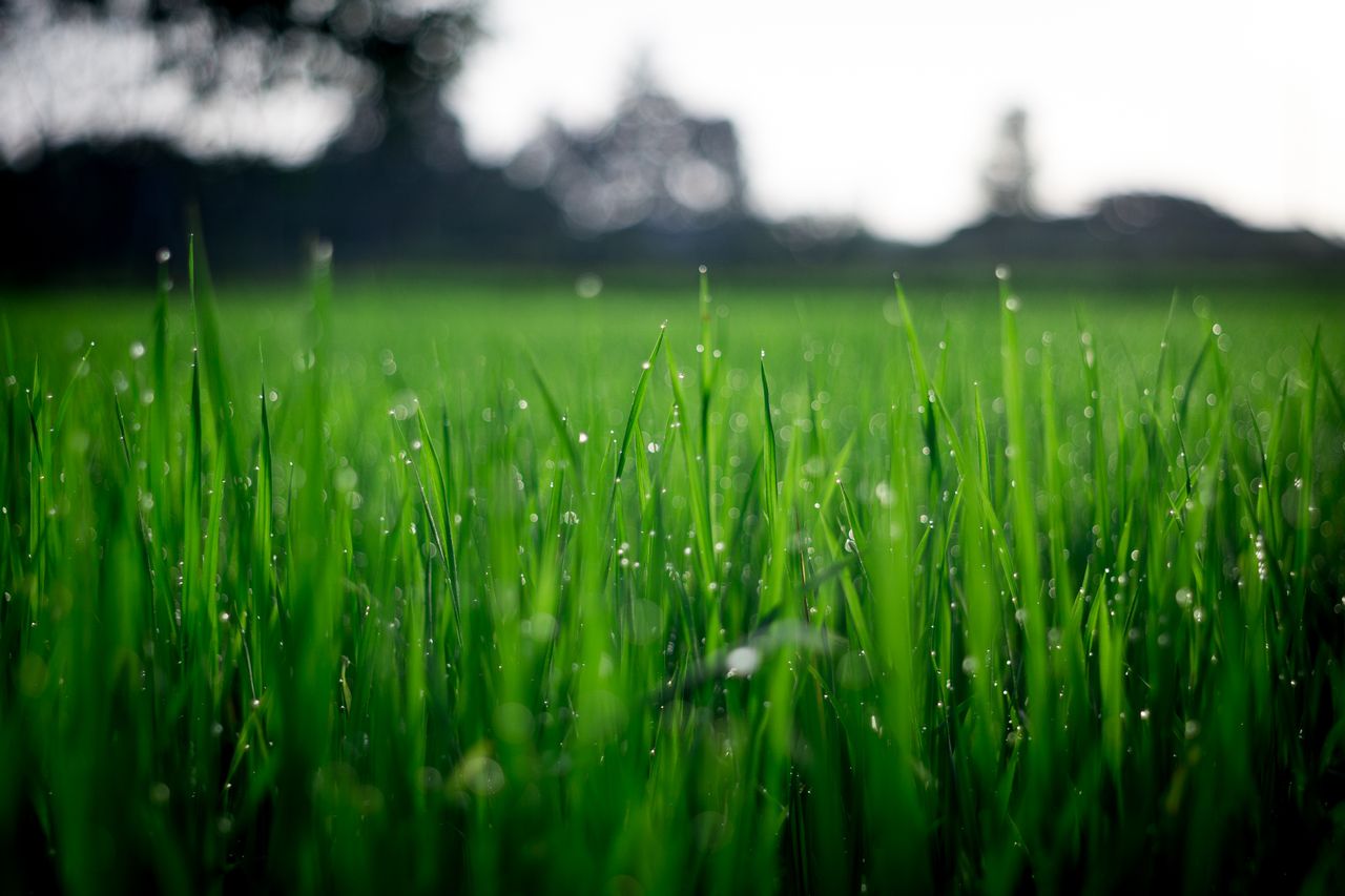 services-03 Close-up of lush green grass covered with morning dew in a rural field.