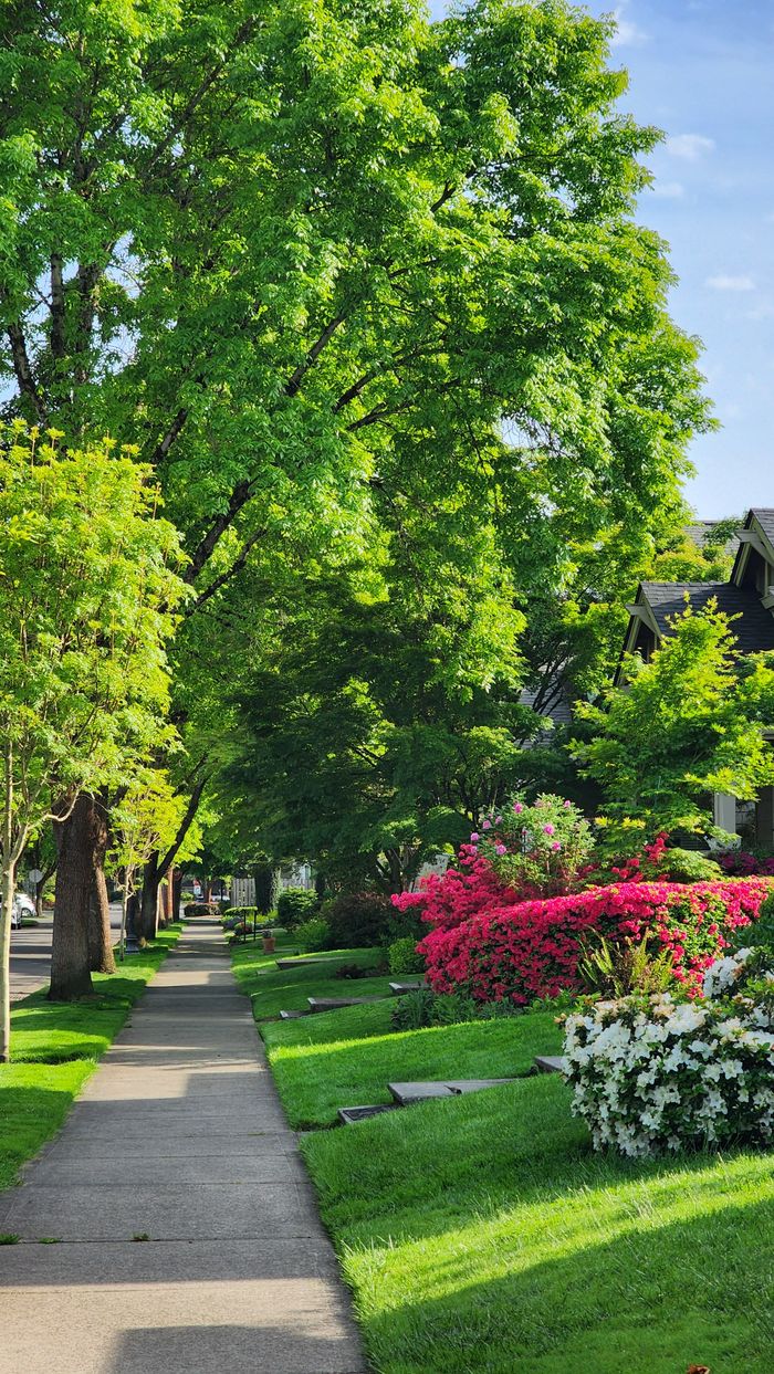 services-01 Charming suburban street with lush greenery and vibrant flowers on a sunny summer day.
